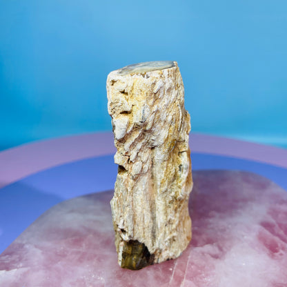Petrified Wood Fossil Branch Small Specimen