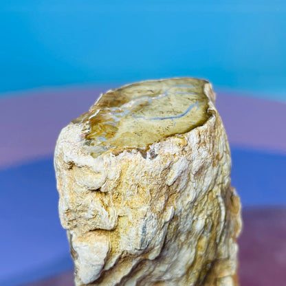 Petrified Wood Fossil Branch Small Specimen