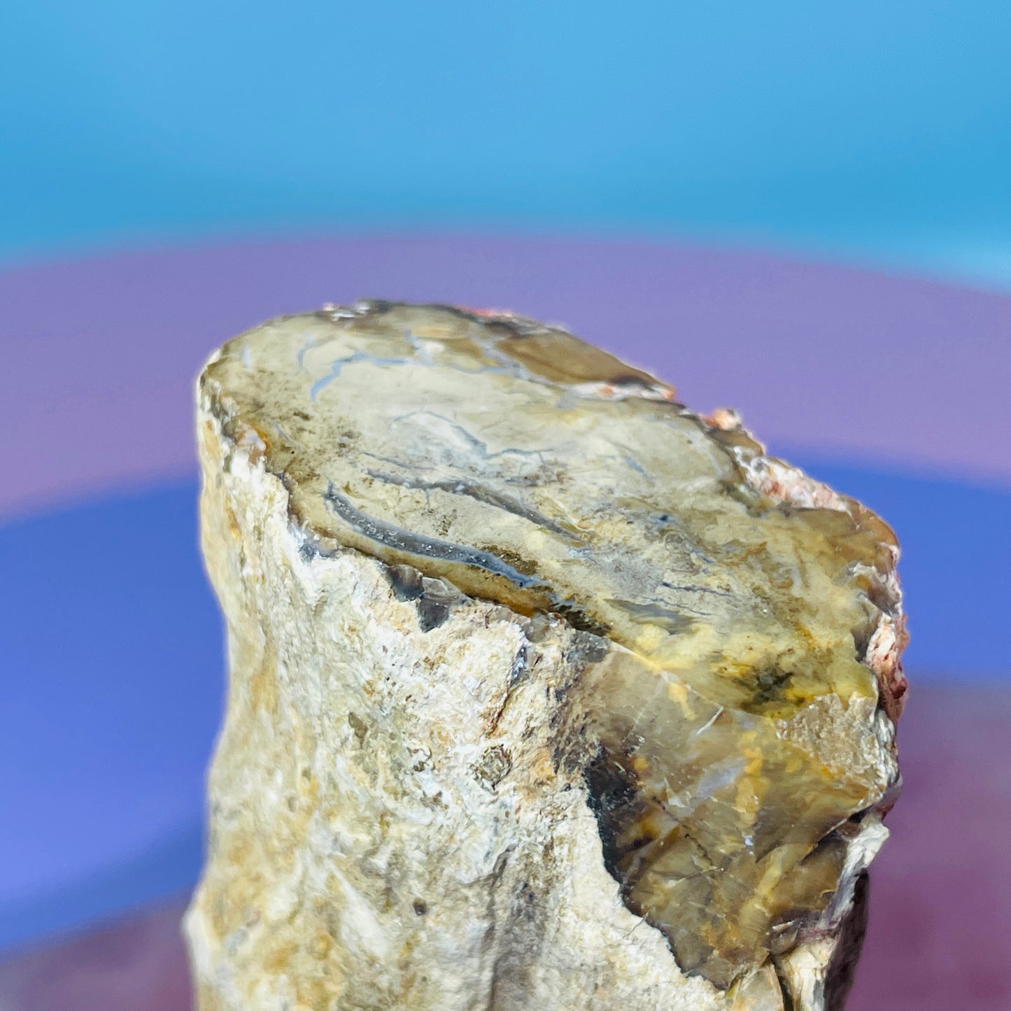 Petrified Wood Fossil Branch Small Specimen