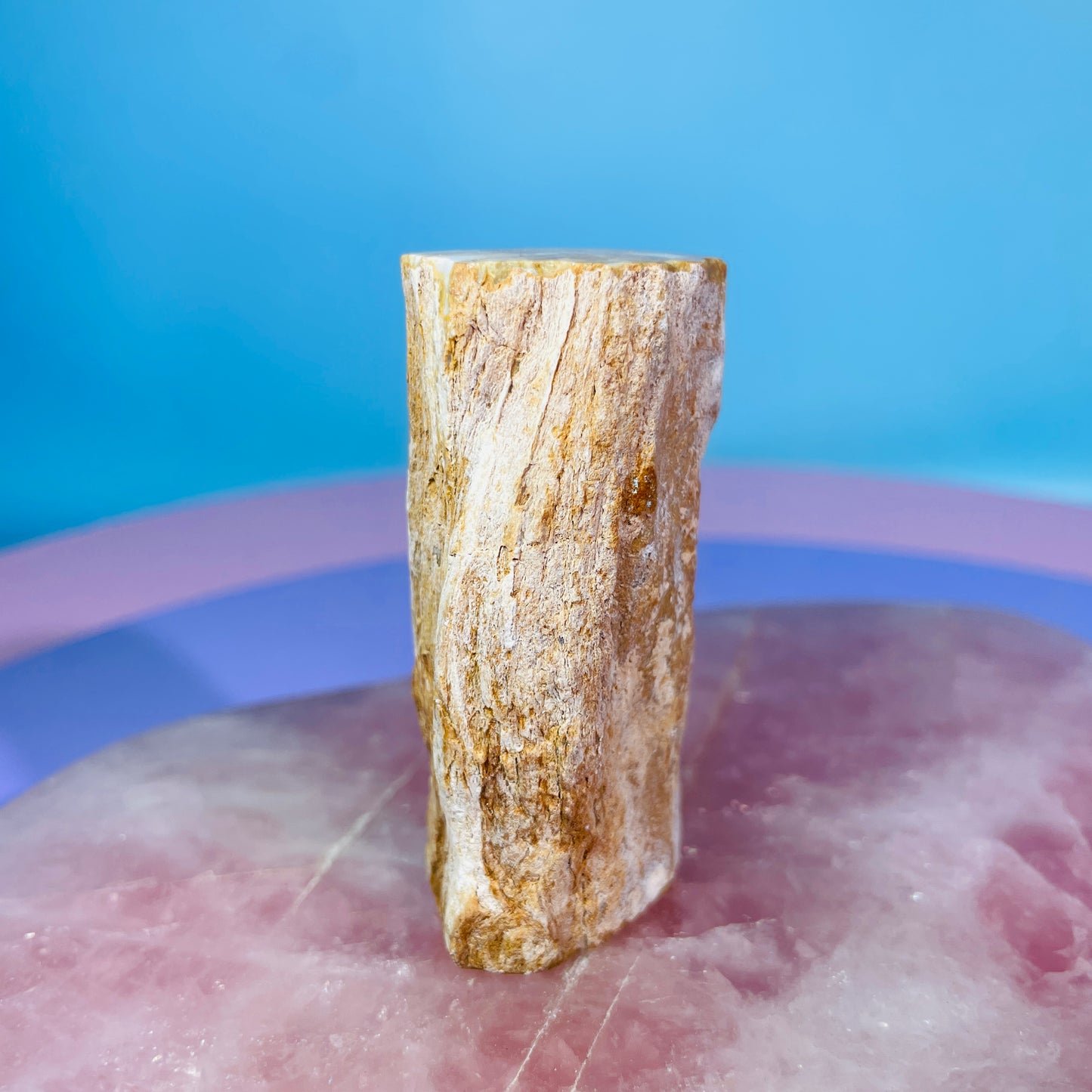 Petrified Wood Fossil Branch Small Specimen