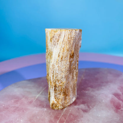 Petrified Wood Fossil Branch Small Specimen