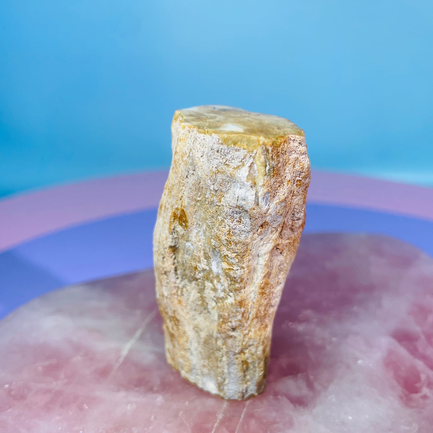 Petrified Wood Fossil Branch Small Specimen