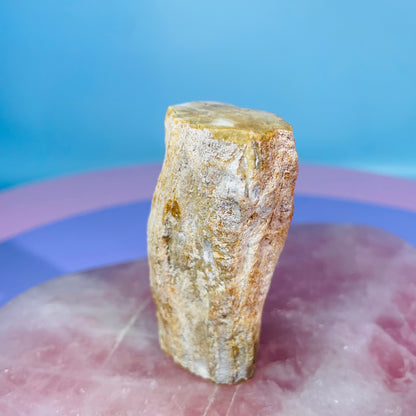 Petrified Wood Fossil Branch Small Specimen