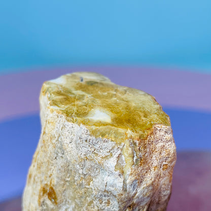 Petrified Wood Fossil Branch Small Specimen