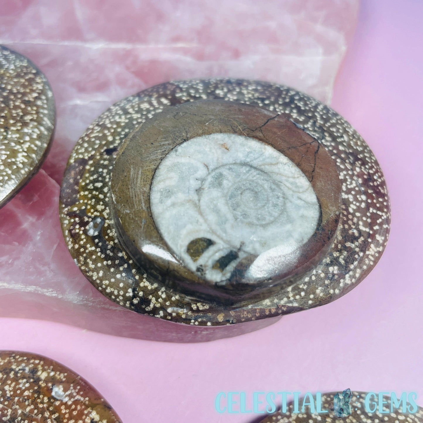 Ammonite Fossil Round Slab Palmstone 6-8cm