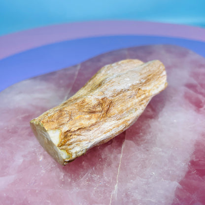 Petrified Wood Fossil Branch Small Specimen