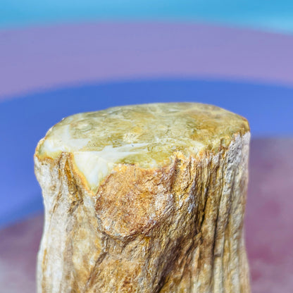 Petrified Wood Fossil Branch Small Specimen