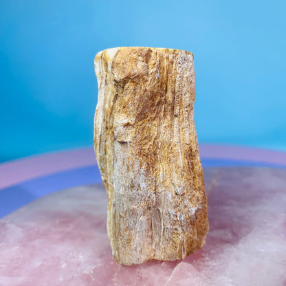 Petrified Wood Fossil Branch Small Specimen