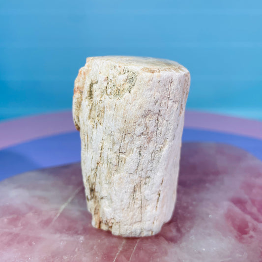 Petrified Wood Fossil Branch Small Specimen