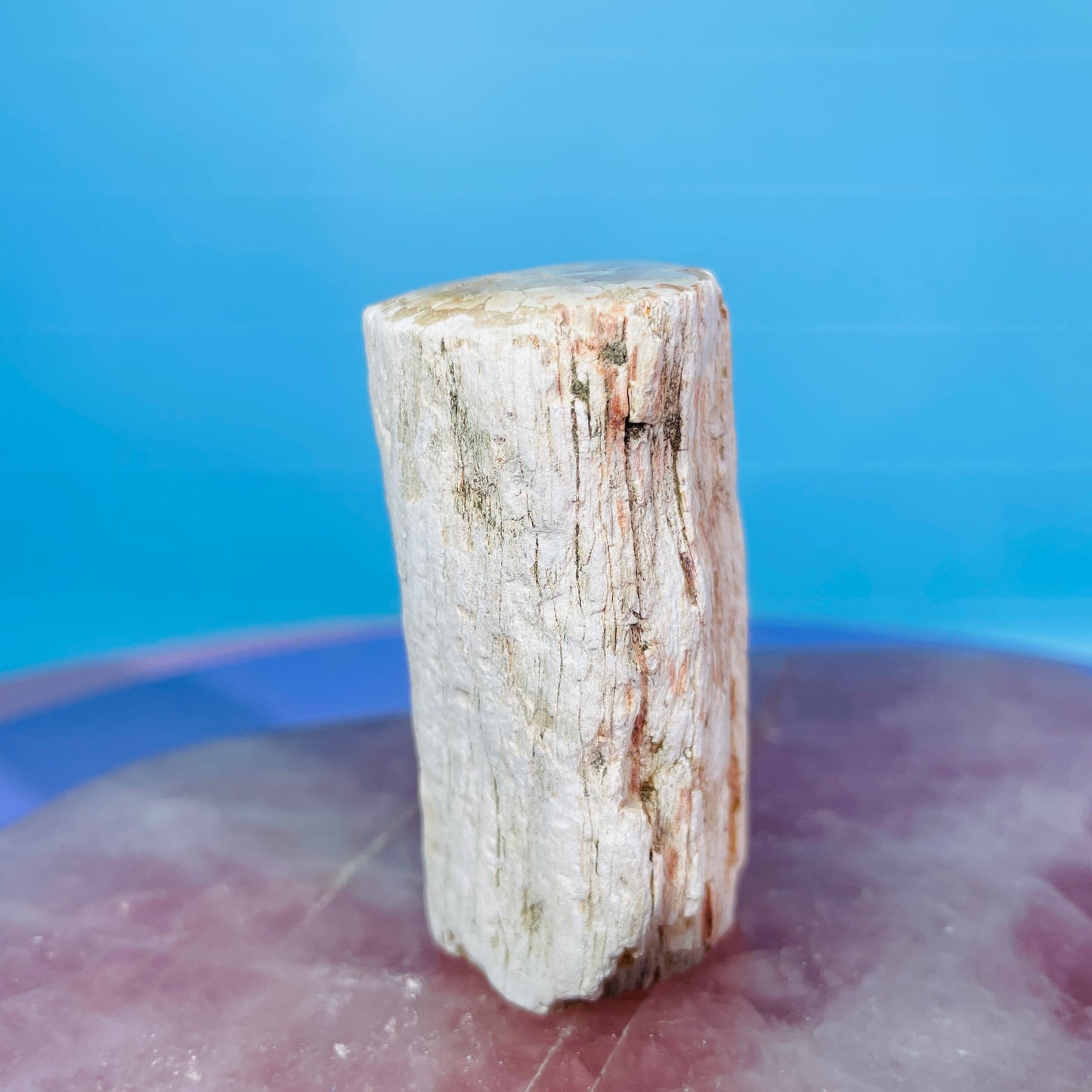 Petrified Wood Fossil Branch Small Specimen
