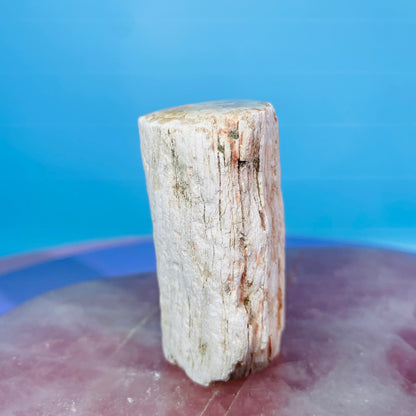 Petrified Wood Fossil Branch Small Specimen