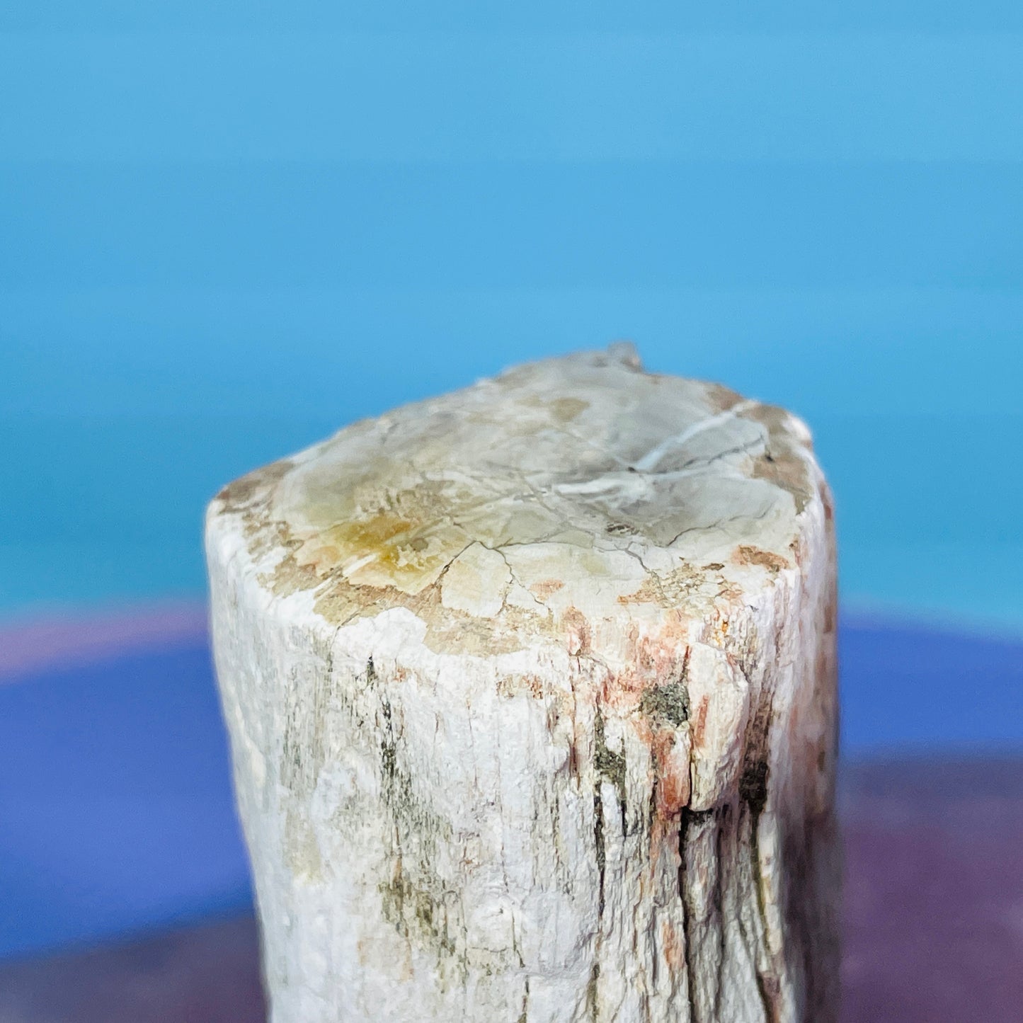 Petrified Wood Fossil Branch Small Specimen