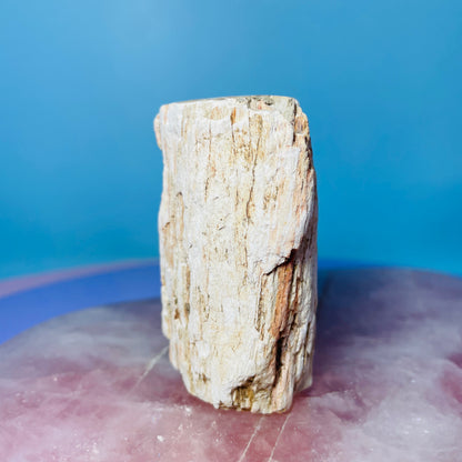 Petrified Wood Fossil Branch Small Specimen