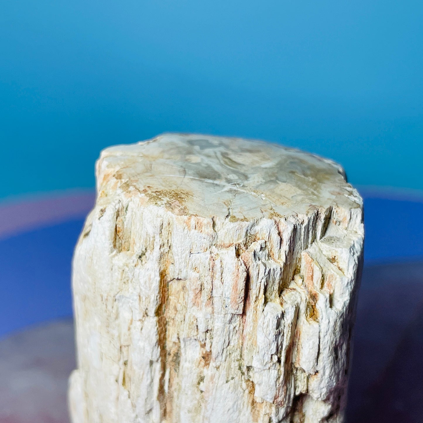 Petrified Wood Fossil Branch Small Specimen