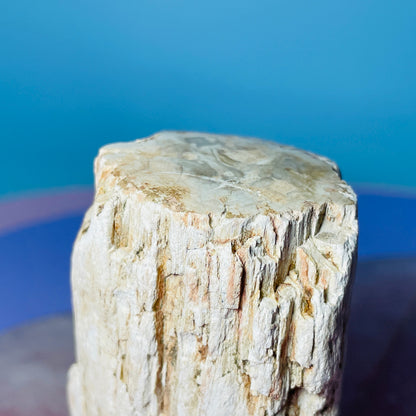 Petrified Wood Fossil Branch Small Specimen