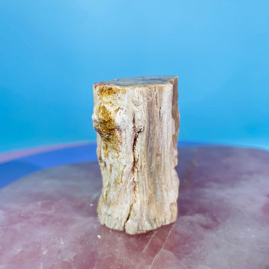 Petrified Wood Fossil Branch Small Specimen