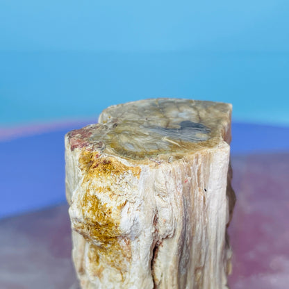 Petrified Wood Fossil Branch Small Specimen