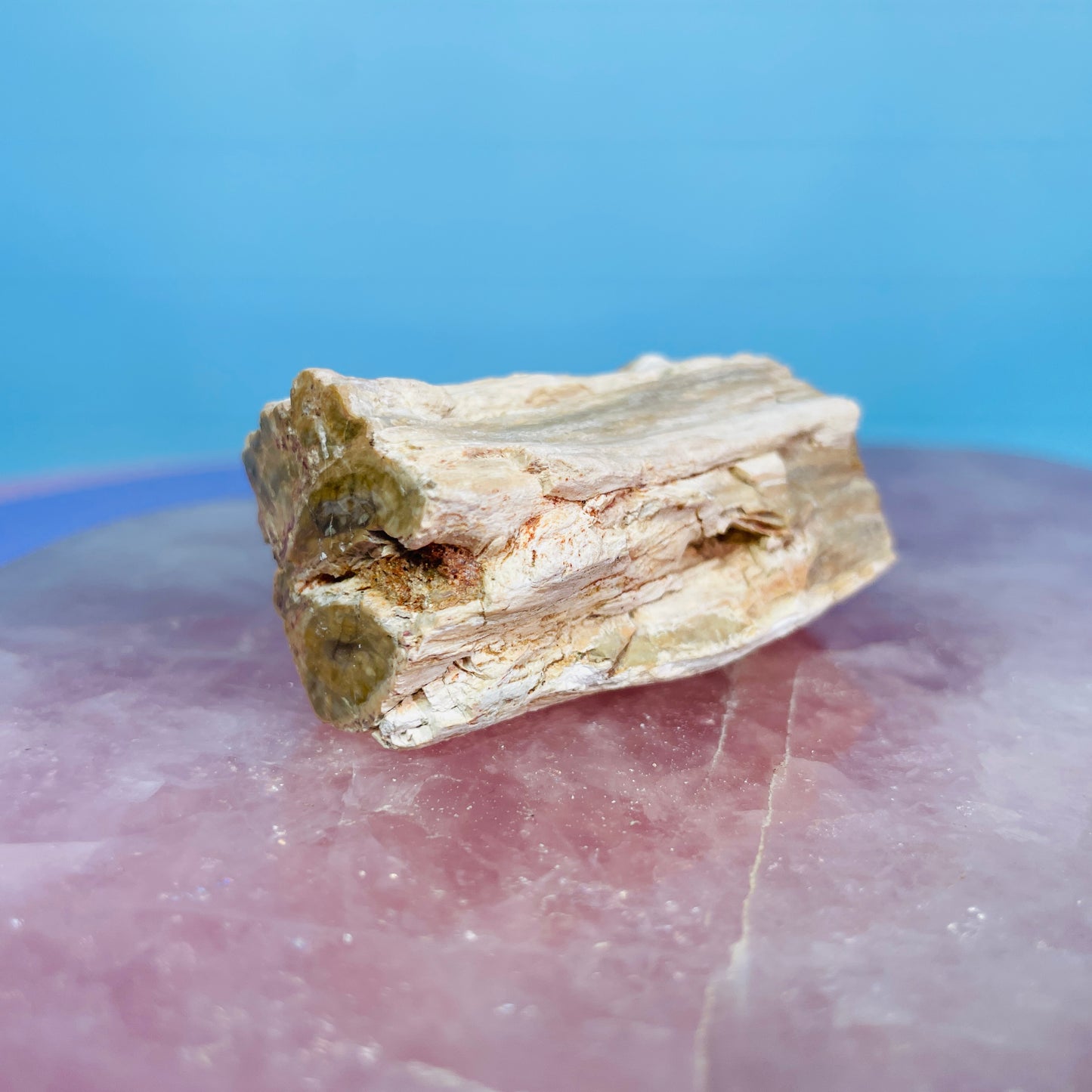 Petrified Wood Fossil Branch Small Specimen