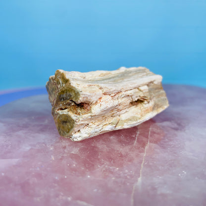 Petrified Wood Fossil Branch Small Specimen