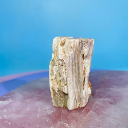 Petrified Wood Fossil Branch Small Specimen