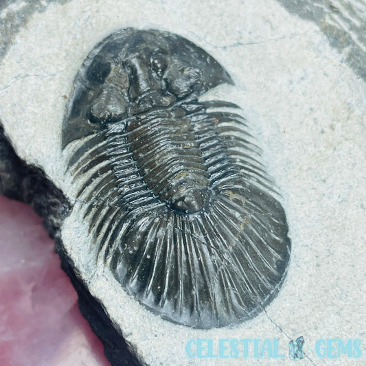 Rare Scutellum Trilobite High Quality Fossil