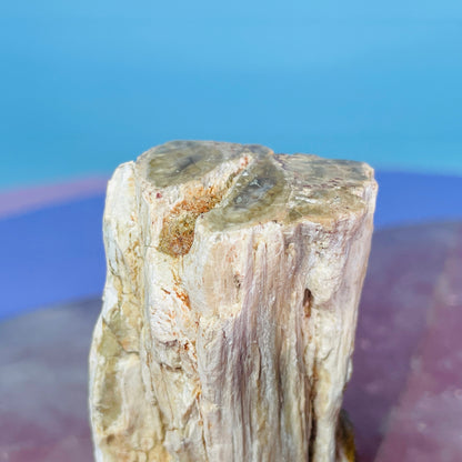 Petrified Wood Fossil Branch Small Specimen
