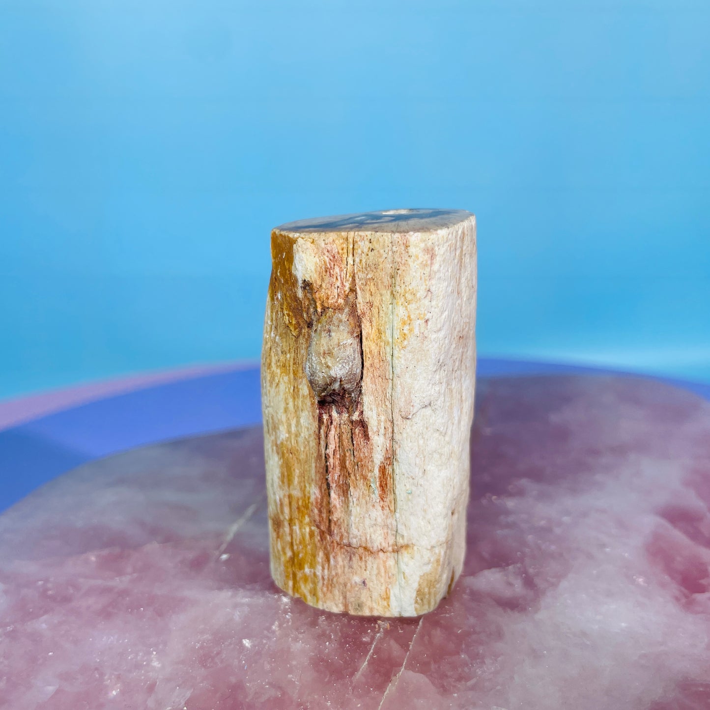 Petrified Wood Fossil Branch Small Specimen