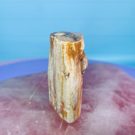 Petrified Wood Fossil Branch Small Specimen