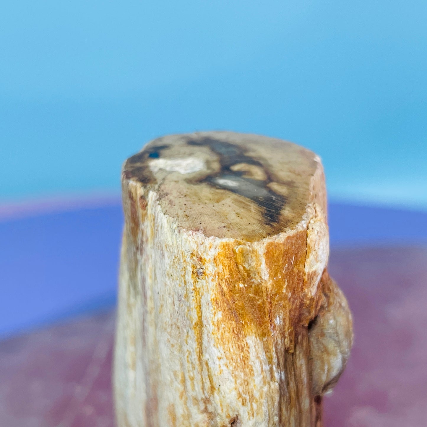 Petrified Wood Fossil Branch Small Specimen