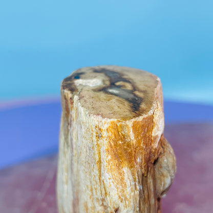 Petrified Wood Fossil Branch Small Specimen