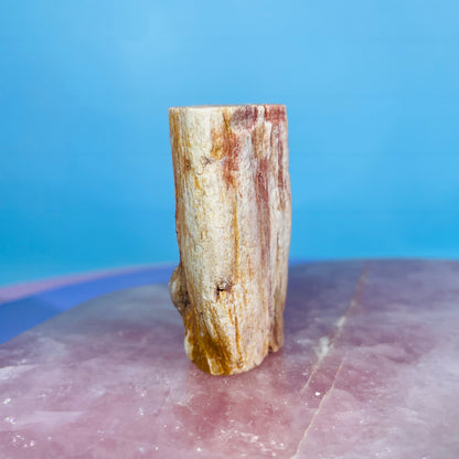 Petrified Wood Fossil Branch Small Specimen