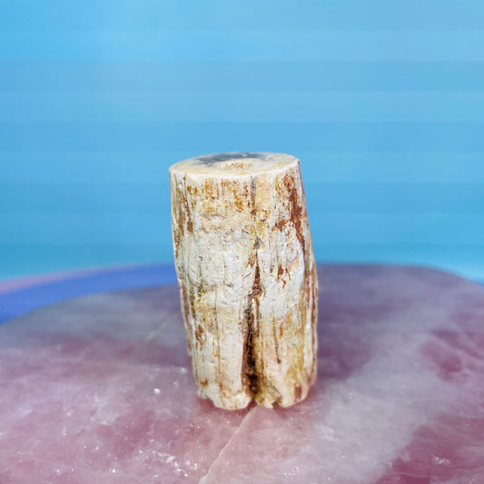 Petrified Wood Fossil Branch Small Specimen