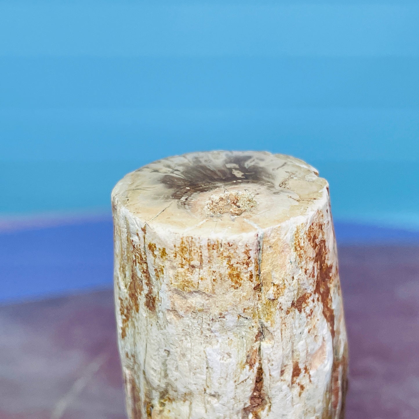Petrified Wood Fossil Branch Small Specimen
