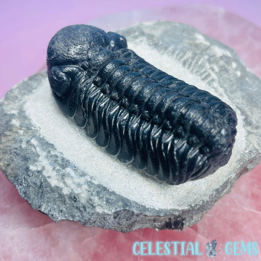 Proetus Gerastos Trilobite High Quality Fossil