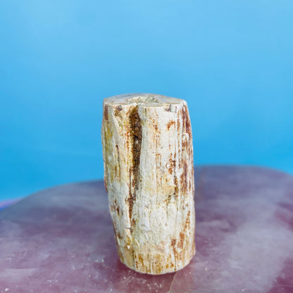 Petrified Wood Fossil Branch Small Specimen