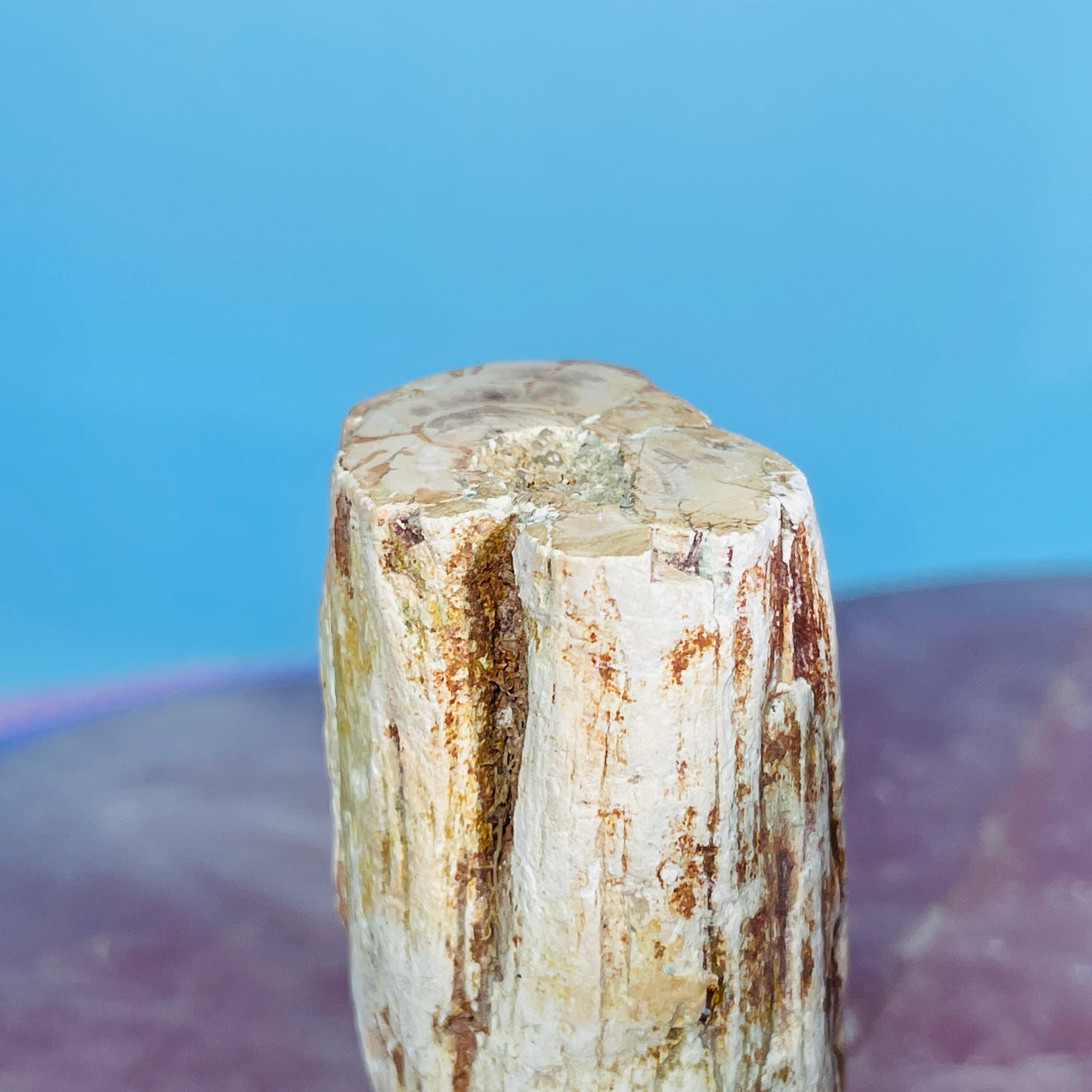 Petrified Wood Fossil Branch Small Specimen