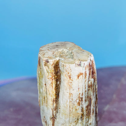 Petrified Wood Fossil Branch Small Specimen