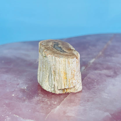 Petrified Wood Fossil Branch Mini Specimen