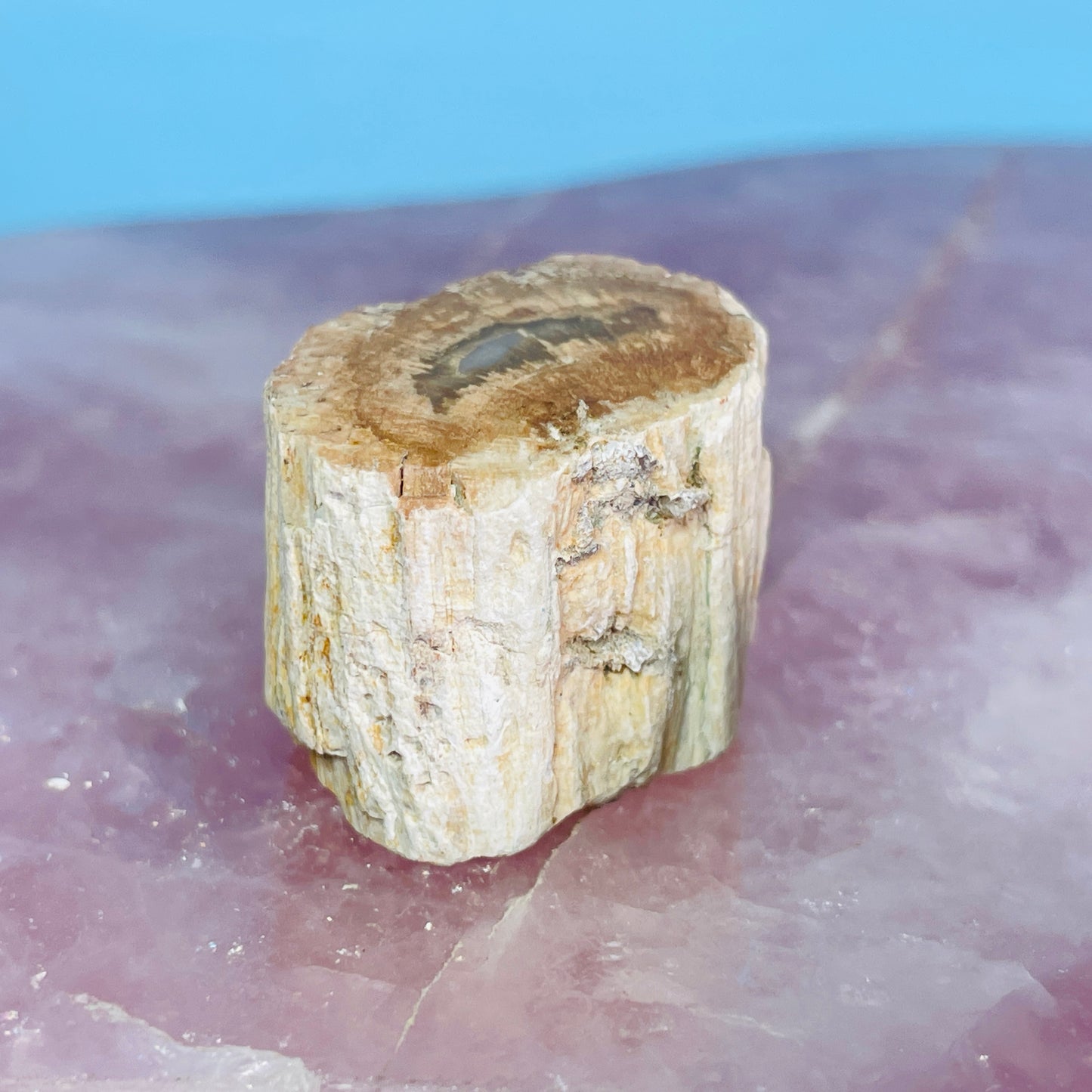 Petrified Wood Fossil Branch Mini Specimen