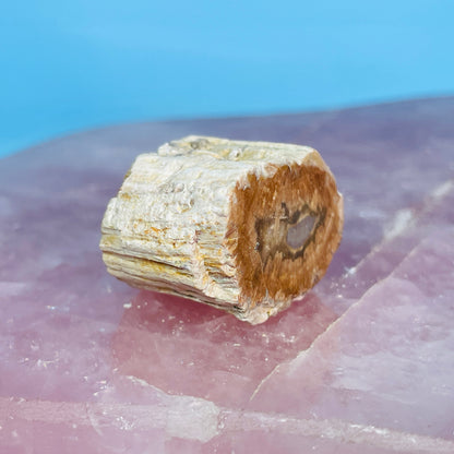 Petrified Wood Fossil Branch Mini Specimen