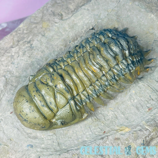 Rare Crotalocephalina Gibbus Trilobite High Quality Fossil (with Colour!)