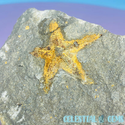 Petraster Feather Starfish Small Fossil Plate