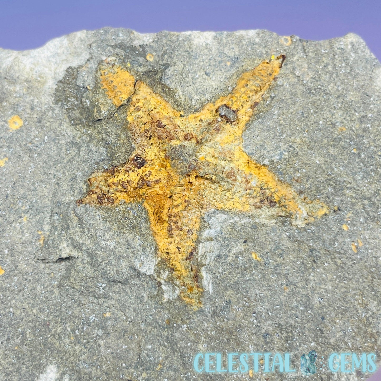 Petraster Feather Starfish Small Fossil Plate