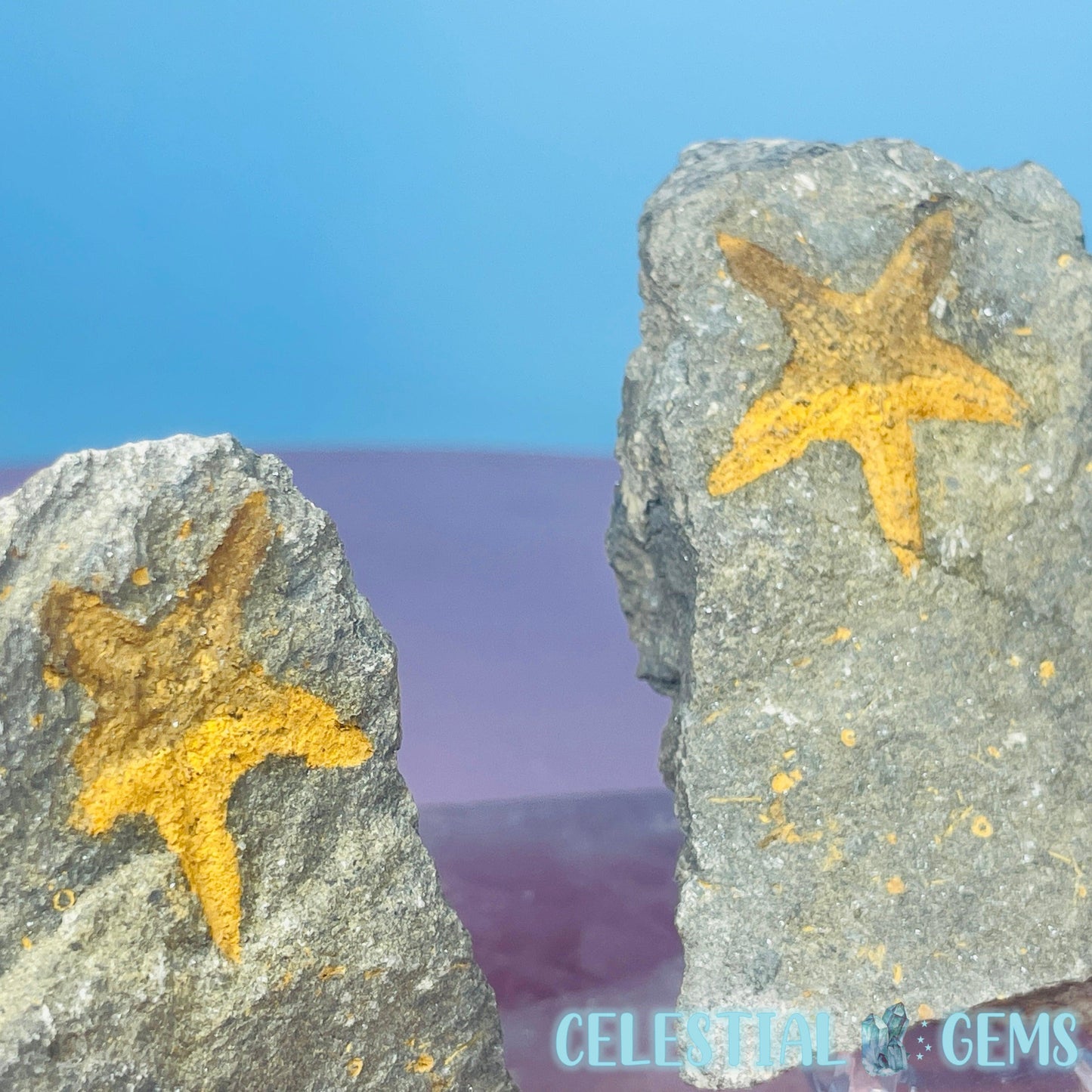 Petraster Feather Starfish Small Fossil Plate - Matching Pair