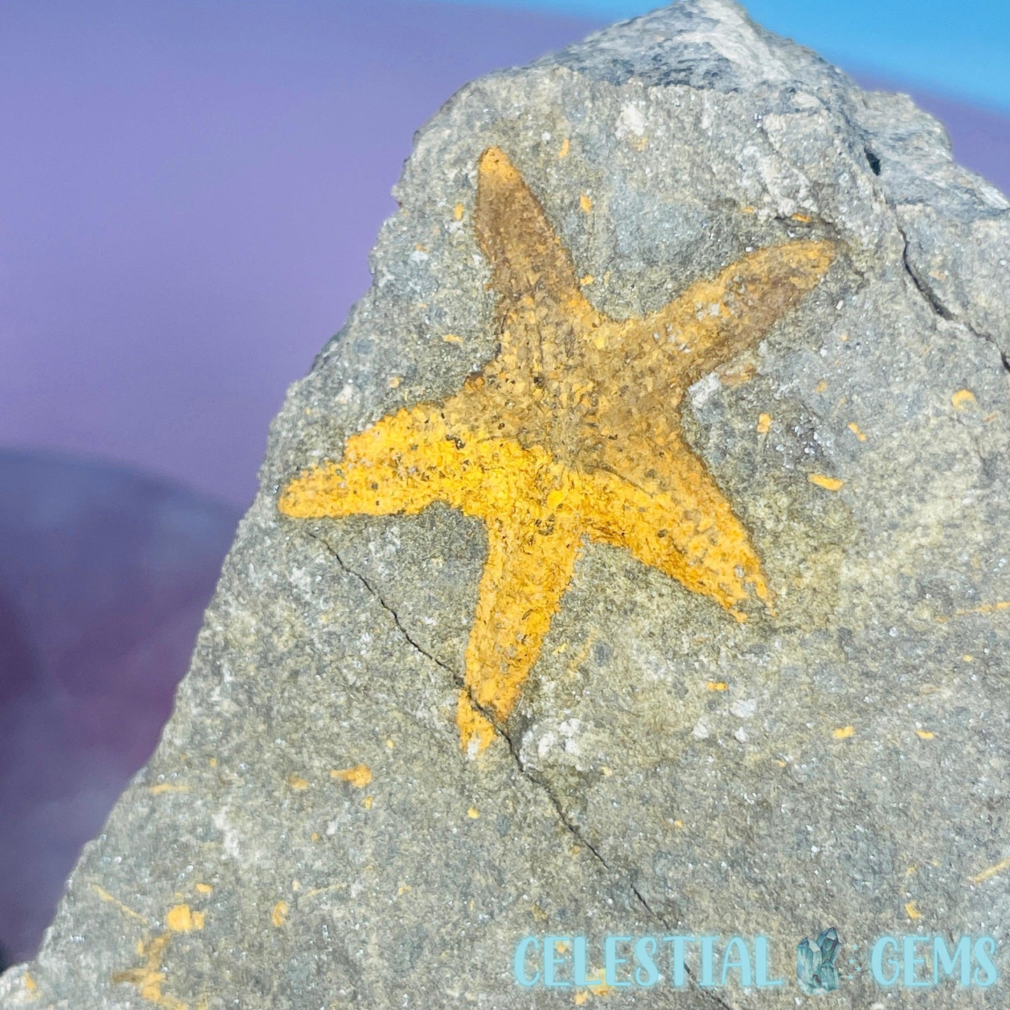 Petraster Feather Starfish Small Fossil Plate - Matching Pair