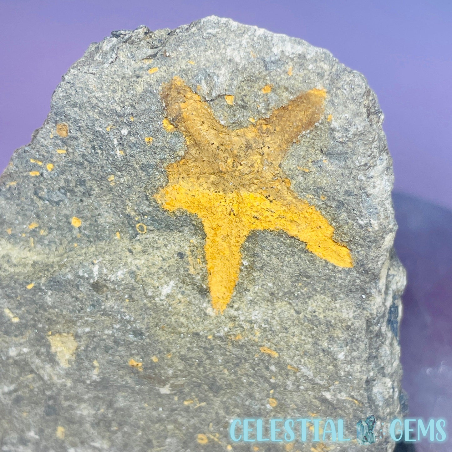 Petraster Feather Starfish Small Fossil Plate - Matching Pair