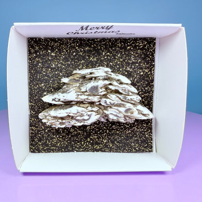 Rare Christmas Tree Selenite Specimen, Germany