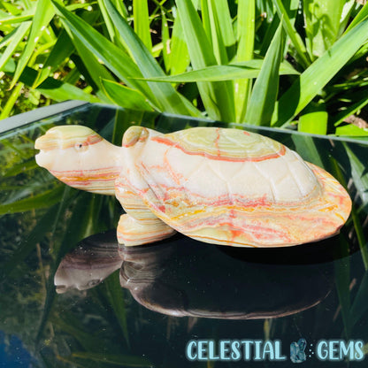 Banded Onyx Calcite Tortoise Large Carving