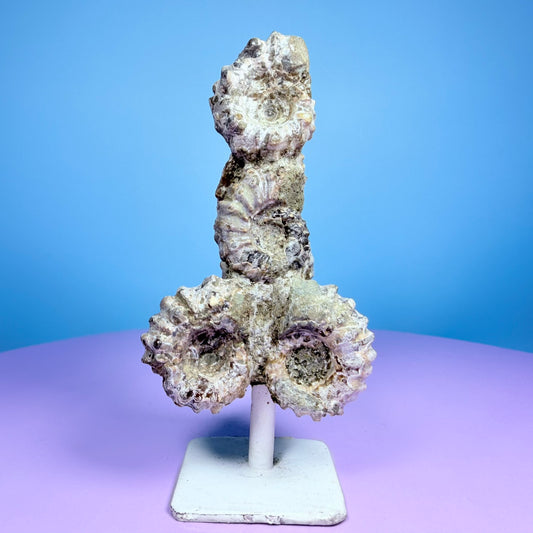 Ammonite Fossil Cluster Sculpture on Stand