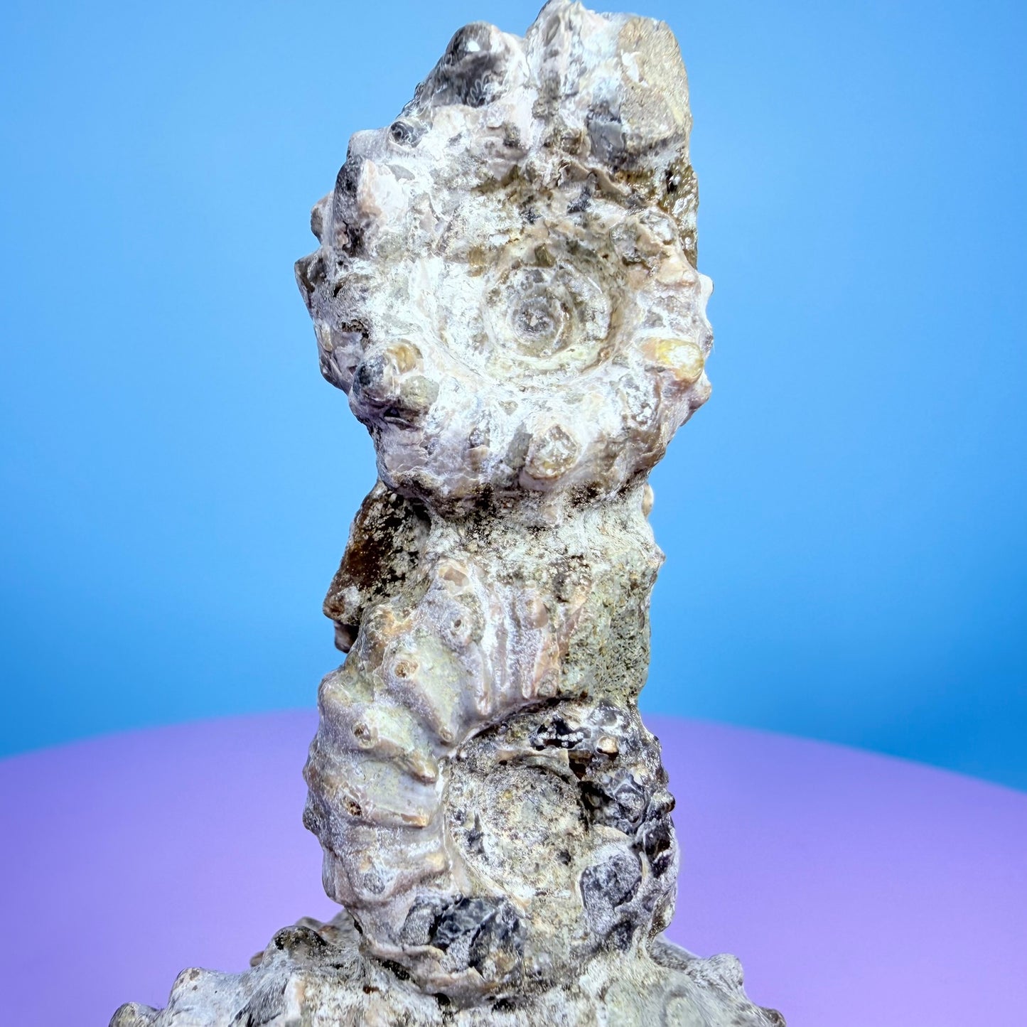 Ammonite Fossil Cluster Sculpture on Stand